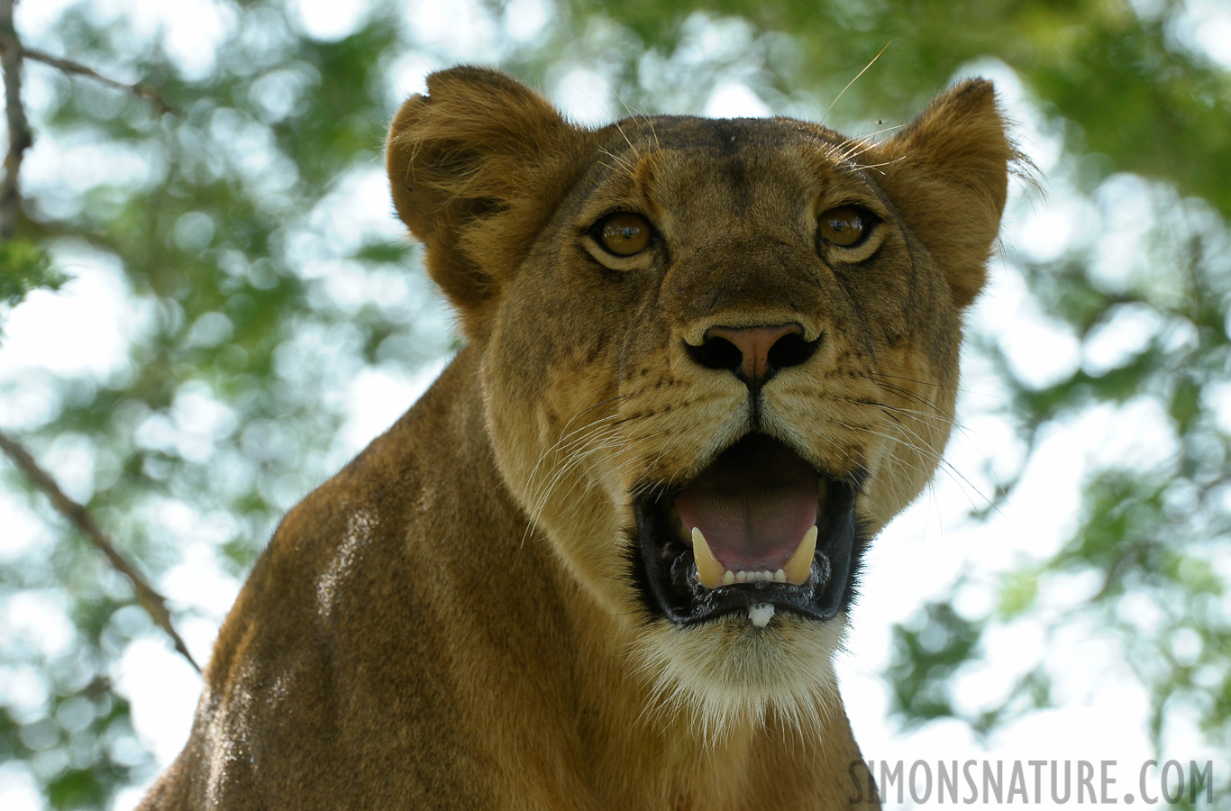 Panthera leo leo [400 mm, 1/250 sec at f / 9.0, ISO 800]